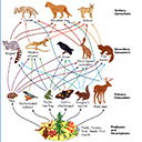 Show icon for Food Chains and Food Webs Quiz