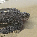 Show icon for Leatherback Sea Turtle