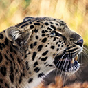 Show icon for Test Your Knowledge of Leopards: A Leopard Quiz
