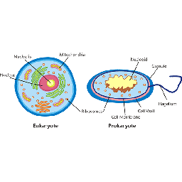 Show icon for Cell Biology Quiz